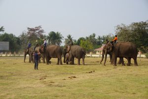 ...His Mates n the Lawn...