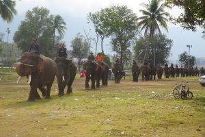 This is Boss Elephant for Gold Medal in Saynambouri | Laos