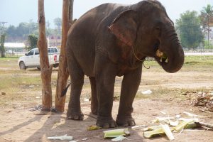 ...Eating all the Bamboo after Trampling on it...