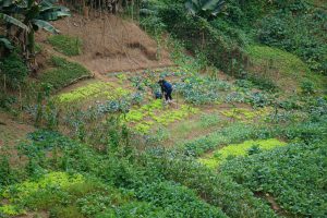 Some do the Veggies... | Laos