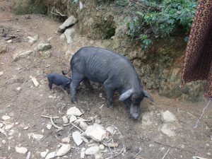 ...And Pigs Staying Overnight in SaPa | Vietnam