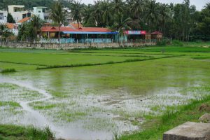 RIce all over Vietnam