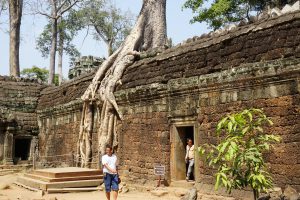 ...These are the Famous Trees Walking over Walls...