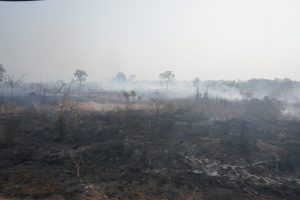 On our Way back to Mekong Former Tropic Forest in Fire for Hundreds of Kilometers after Selling the Trees to Vietnamese Dealers