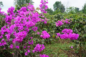 French Colonialists have made Bolaven Plateu to one of the Best Coffe Regions Worlwide due to hmid Climate over 1000 m Altitudes - Time to LEarn more about Coffe Making...