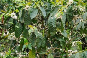 ...This a Coffee Tree Blooming...