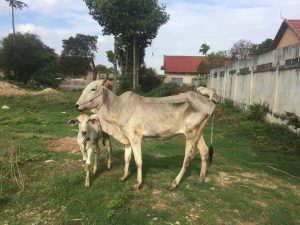 ...Poor Cows Watching my Way to Phnom Penh...