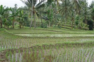 Taxi Tour around Lombok with Rice Terraces and Palm Trees...