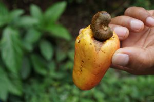 ...Picking Cashew on the Road...