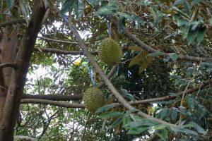 ...with Stinky Durian Fruit...