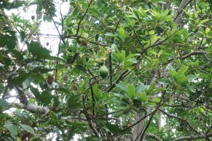 ...Avocado Trees...