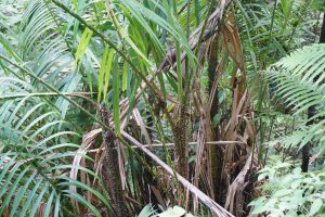 ...and Rattan Trees all over