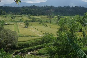 Tremendous View over Rice Fields on the Way to Ubud
