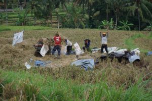 ...with Rice Harvest...