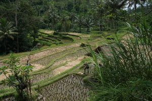 Rice Terrace on the Way to...