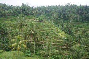 Rice Terrace on our Way back to Ubud...