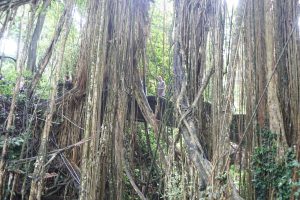 ...Covered by Strangler Fig Trees Eating the Jungle...