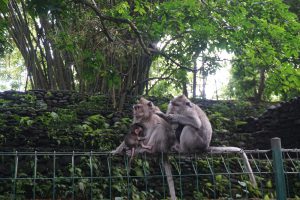...Escaping from Monkey Forest Next to Hotel..