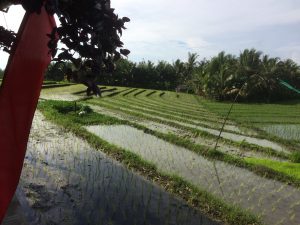 ...Rice Terraces...