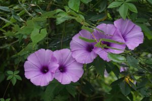 ...Pink Mallow...