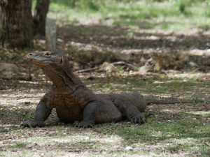 ...Komodo Dragons | 