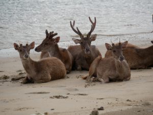 ...Beach Deers | Komodo