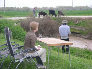 Campsite on the Way to Tashkent: Cows all over | Uzbekhistan