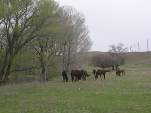 Campsite near Horses | Kazakhstan