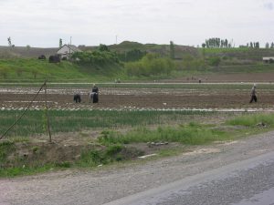 ...And Hand Made Fertility w/o any Machine | Kyrgyzstan