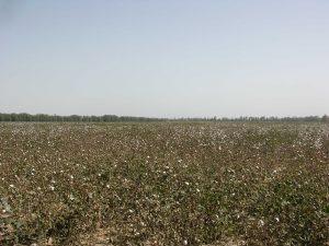 Cotton Fileds Align Taklamakan Desert | China