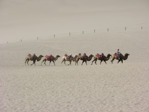 Tourist Camel Caravan to Dunhunag, Gobi | China