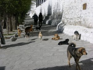 Don't Eat Dogs nor Horses in Tibet: Holy Animals | China