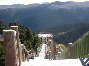 Forests are quite Rare so this is a Sightseeing Point for Tourists in Eastern Tibet | China