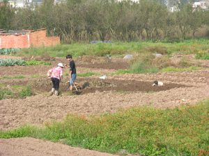 Rice Farmer Family close to Tuan Chan | China