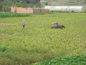 Water Buffalos Help Farmers | China