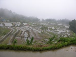Famous Rice Terrace und Fog in Yuenyang | China