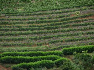 Famous PuEr Tea Grows in Yunnan | China