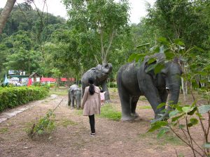 White Elephants in Yunnan are Quite Rare | China