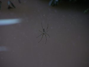But Spiders are Not in Yunnans Jungle | China
