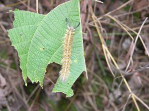 ...Nor are Worms in the Jungle | China