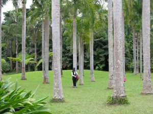 And Jungle Rebuilt for Tourists in Yangfang | China