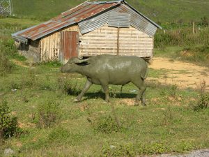 ...green Water Buffalos just getting out of the Bathroom | Laos