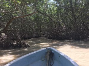 ...Boat Trip through Mangrove Forest...