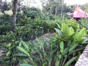 Outside WIndow View of our Paraiso Inn*** | Palenque