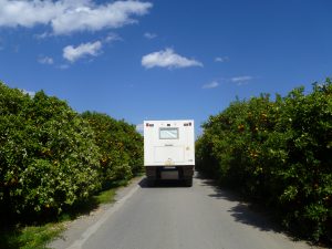 Orange Harvest in Peloponnes | Greece
